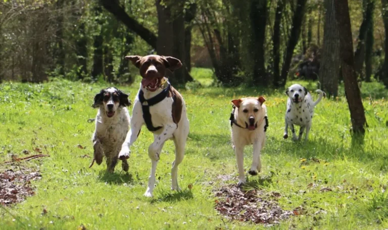 pension canine à Saint-Jean-de-Liversay 17