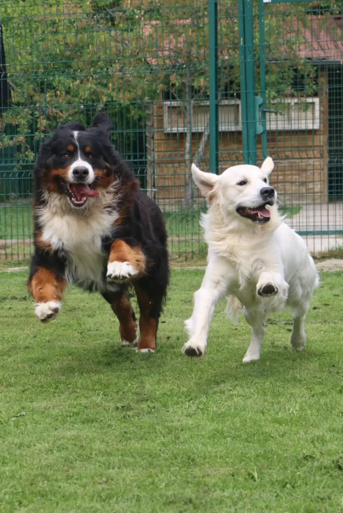 pension chien chat dans le 17