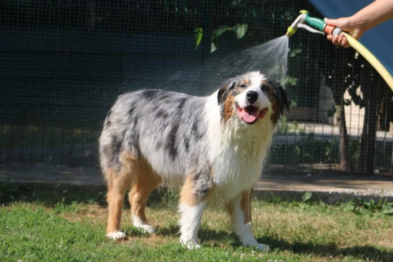 pension chien chat dans le 17