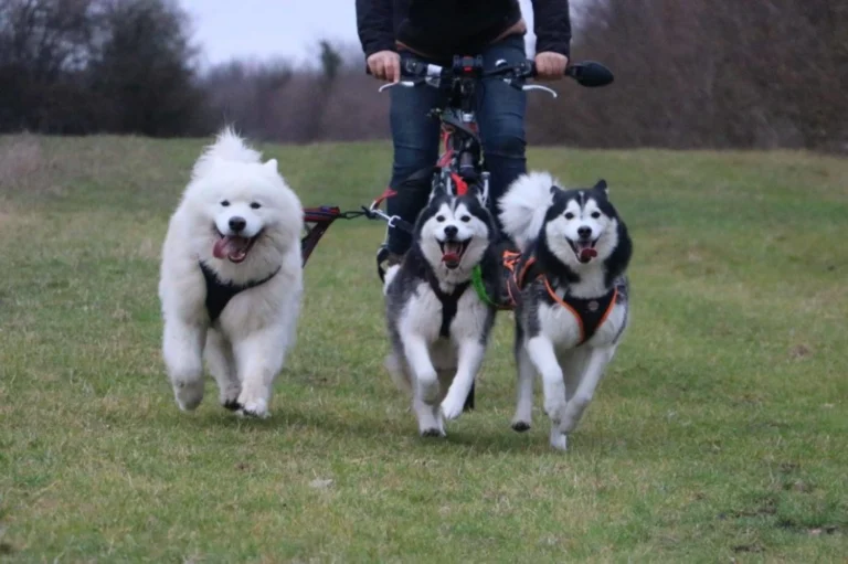 pension canine dans le 17