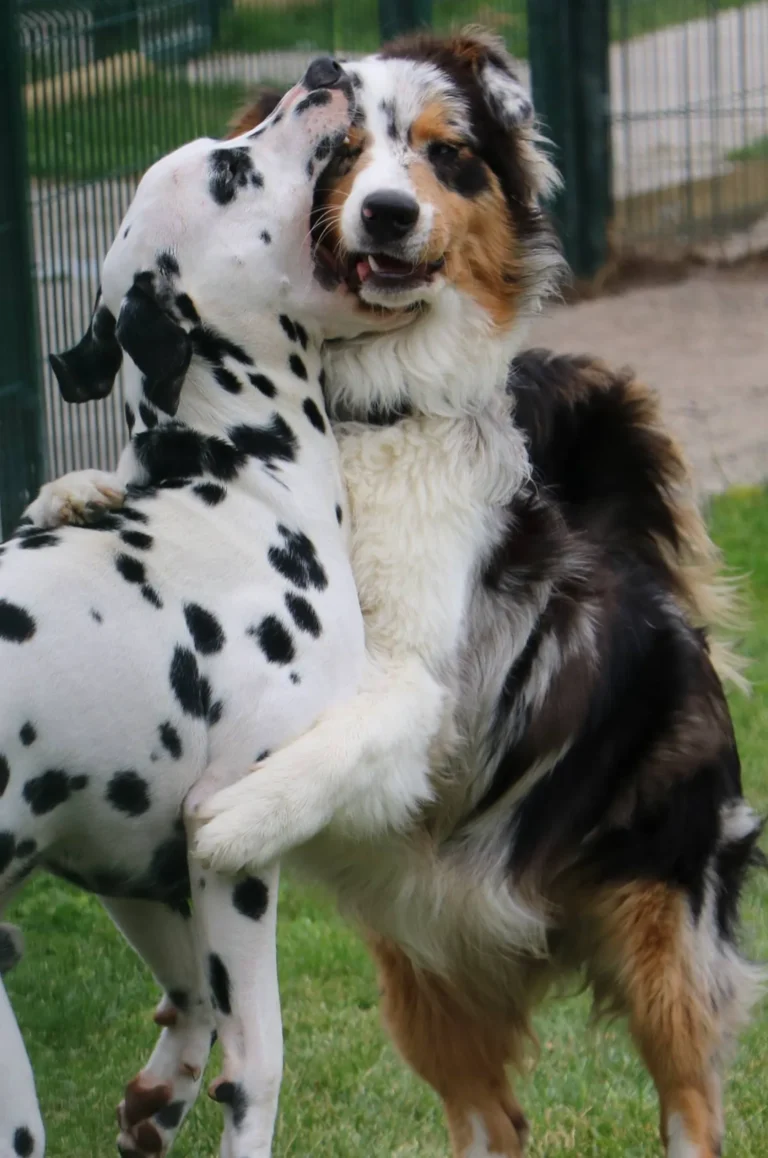 pension chien chat dans le 17
