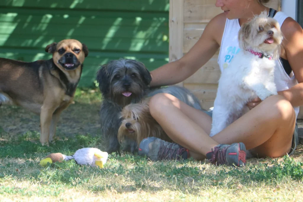 pension chien chat à La Rochelle