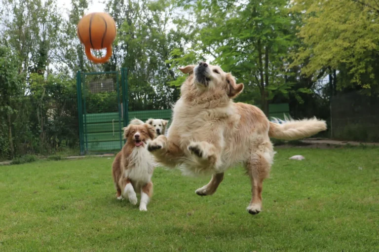 pension canine dans le 17
