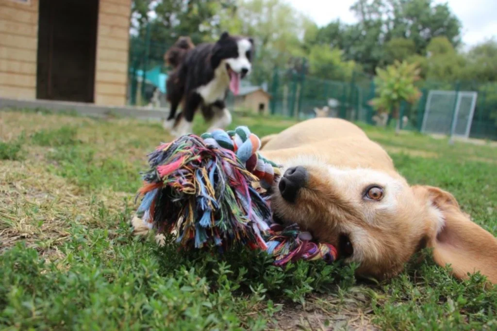 pension canine à Saint-Jean-de-Liversay 17
