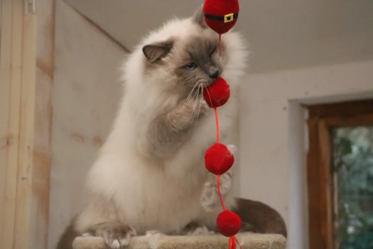 pension féline à Saint-Jean-de-Liversay 17