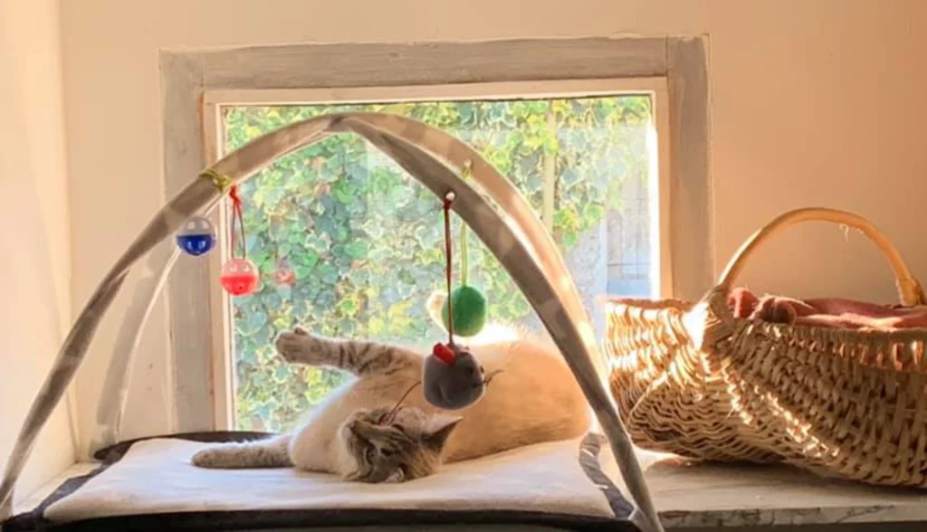 séjour chien chat pension dans le 17