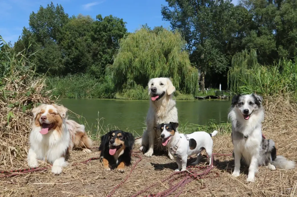 pension canine à Saint-Jean-de-Liversay 17