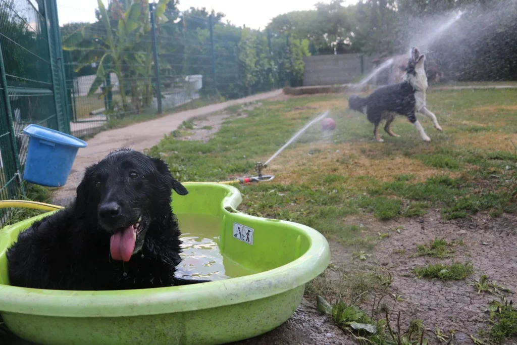 pension féline à Saint-Jean-de-Liversay 17