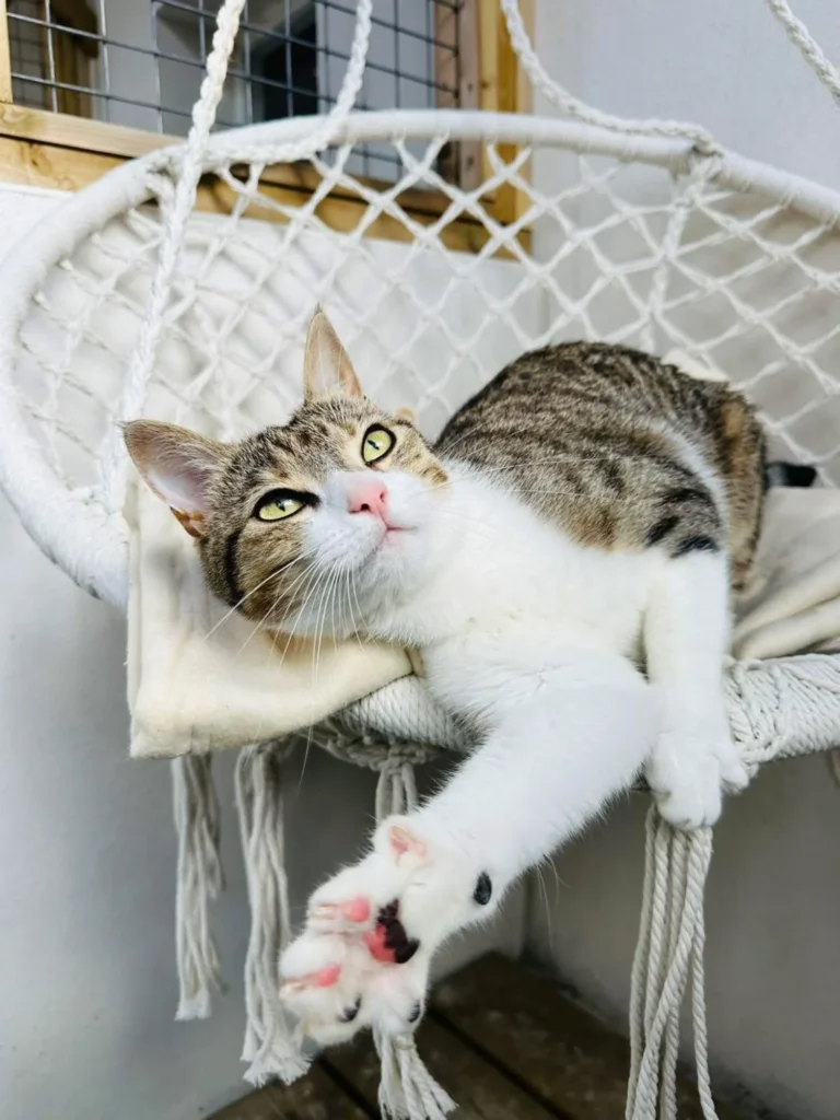 pension chien chat à Saint-Jean-de-Liversay 17