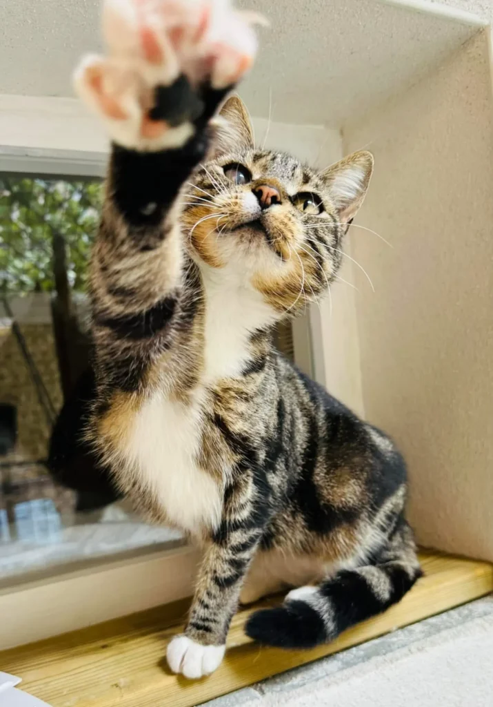 pension féline dans le 17