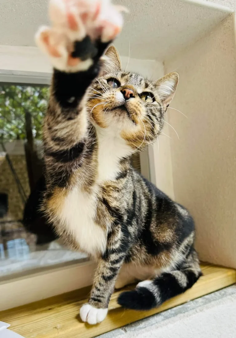 pension féline dans le 17