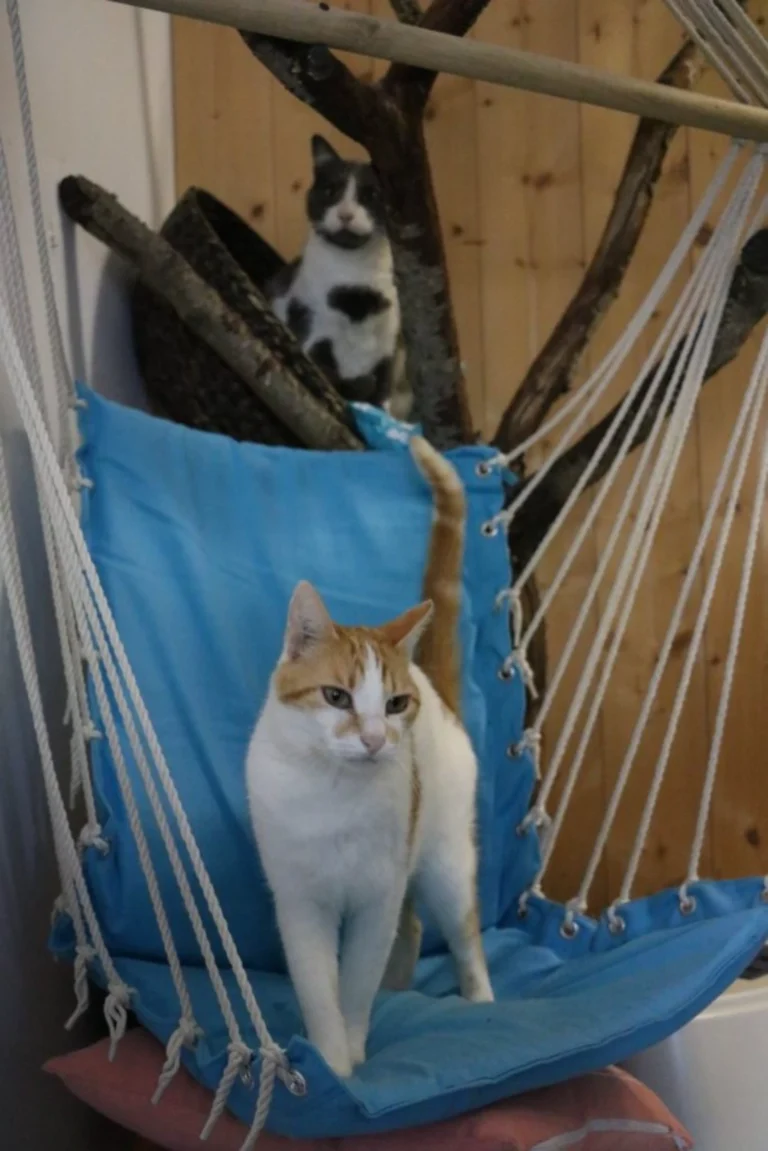 pension canine et féline à Saint-Jean-de-Liversay 17