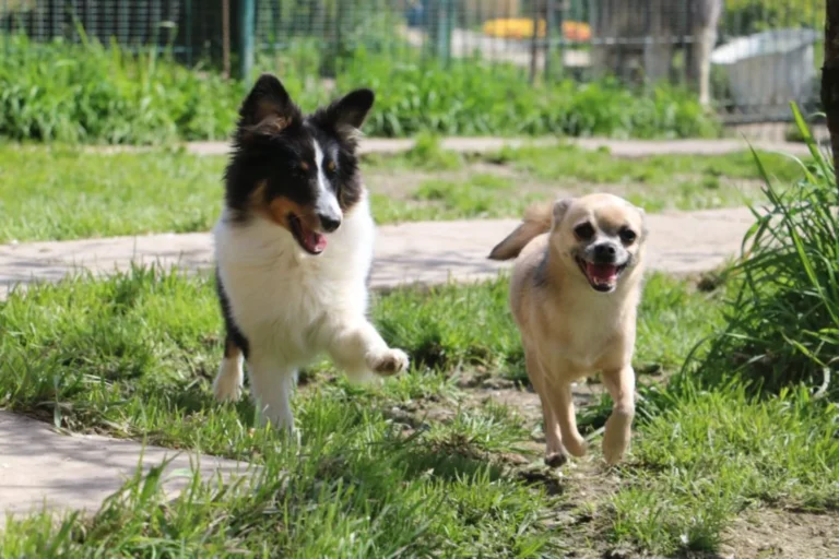 pension féline à Saint-Jean-de-Liversay 17