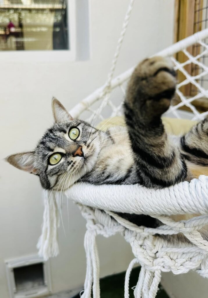 pension canine à La Rochelle