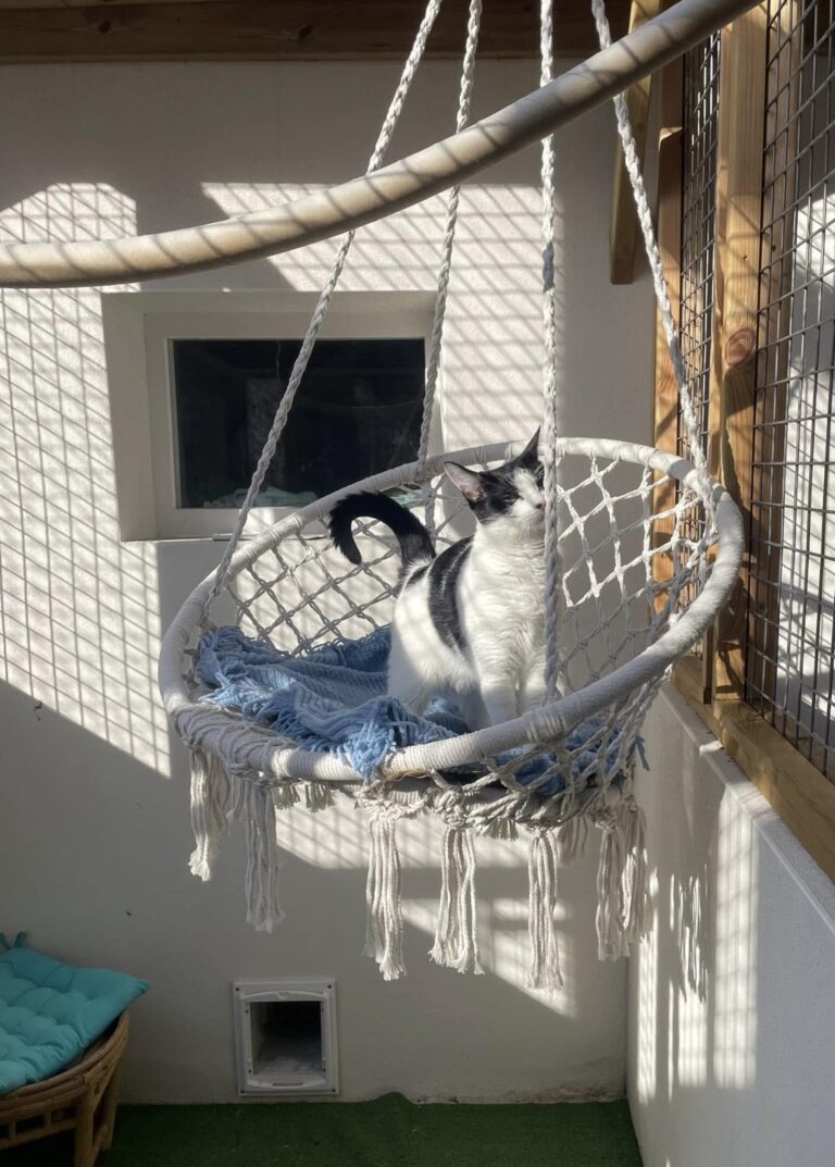 pension canine à La Rochelle